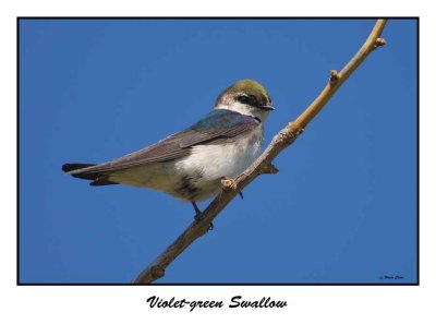 Violet-green Swallow