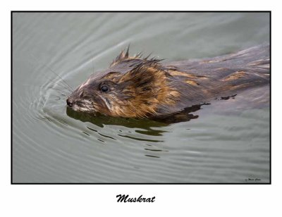 Muskrat