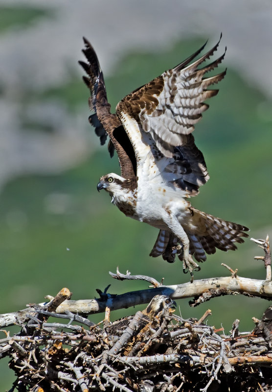 DSC_990208a.jpg