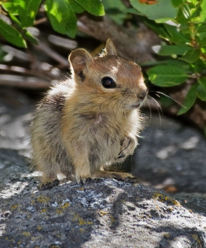 DSC_1246a.jpg