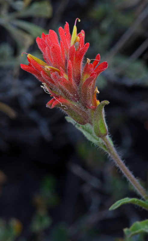 DSC_1379a.jpg