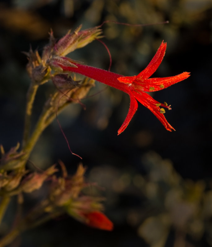 DSC_1389a.jpg
