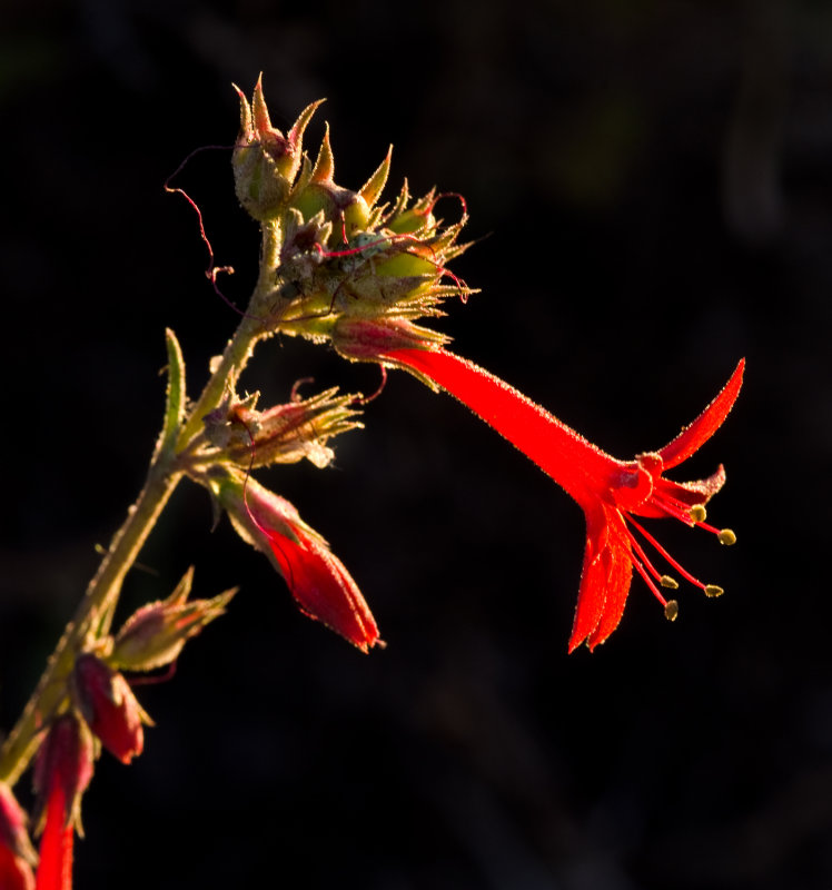 DSC_1394a.jpg