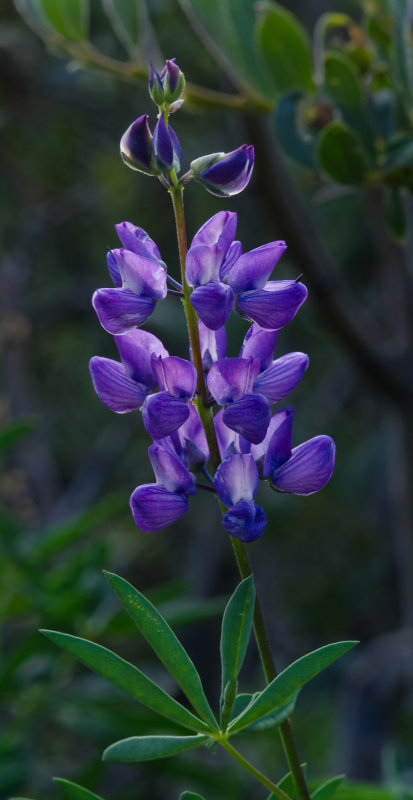 DSC_1407a.jpg