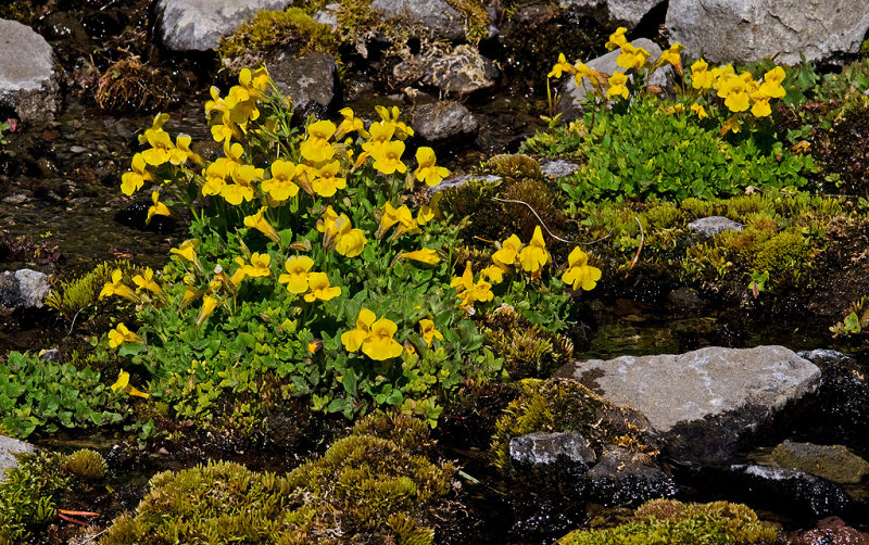 DSC_1511a.jpg