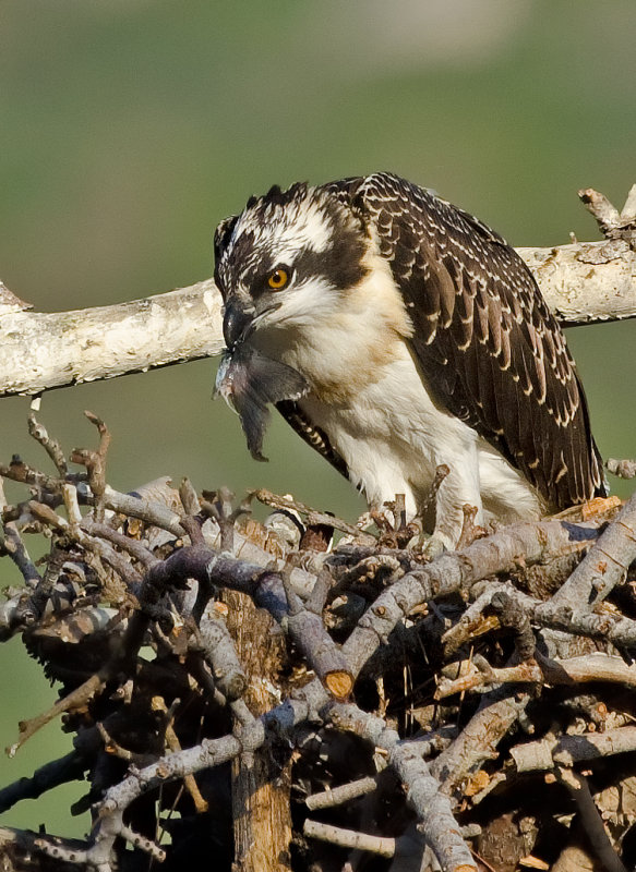 DSC_1586a.jpg