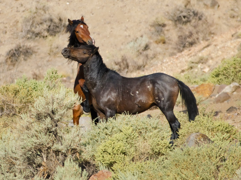 DSC_2290b.jpg