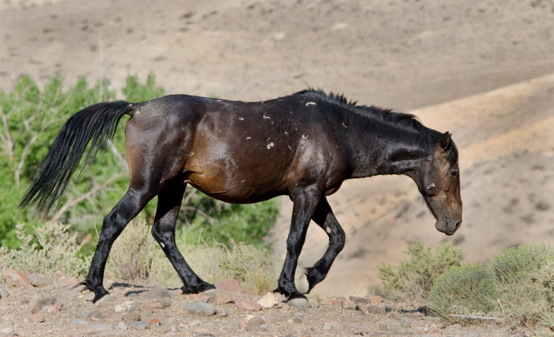 DSC_2430a.jpg