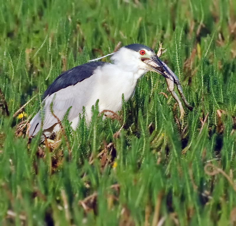 DSC_8490b.jpg