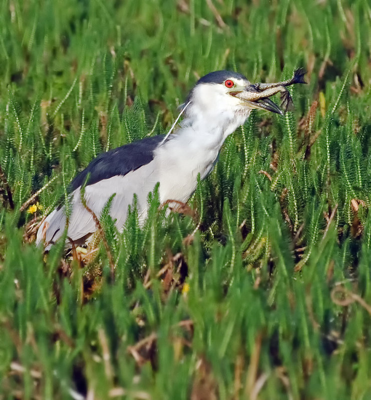 DSC_8503a.jpg