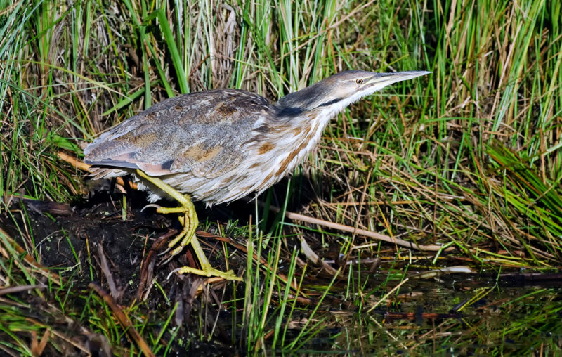 DSC_8540a.jpg