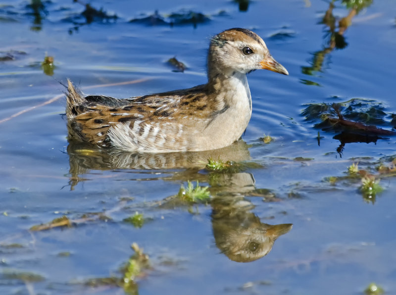 DSC_9071a.jpg