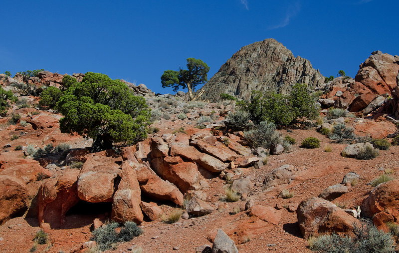 DSC_6769a.jpg