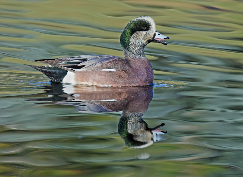 DSC_1461a.jpg