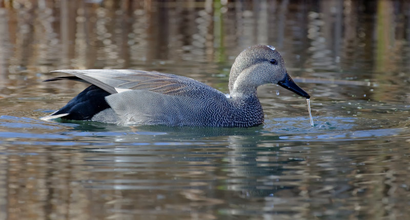 DSC_2577a.jpg