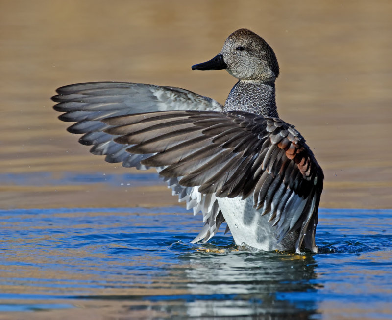 DSC_2719a.jpg