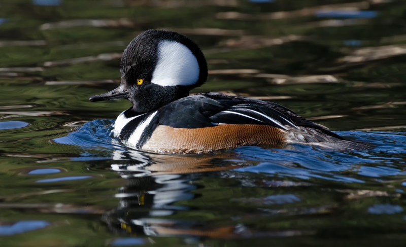 DSC_3605a.jpg