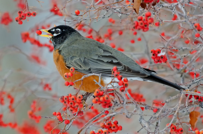 DSC_3753a.jpg