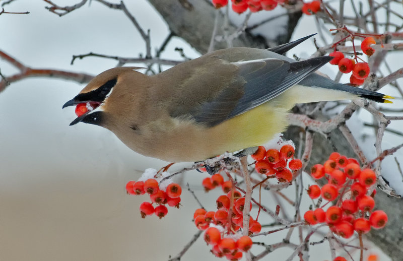 DSC_4180aC.jpg