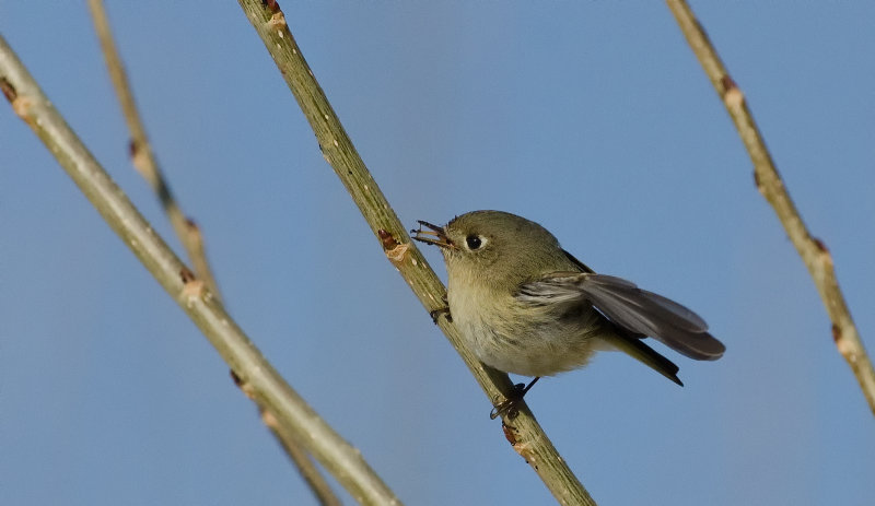DSC_5308a.jpg