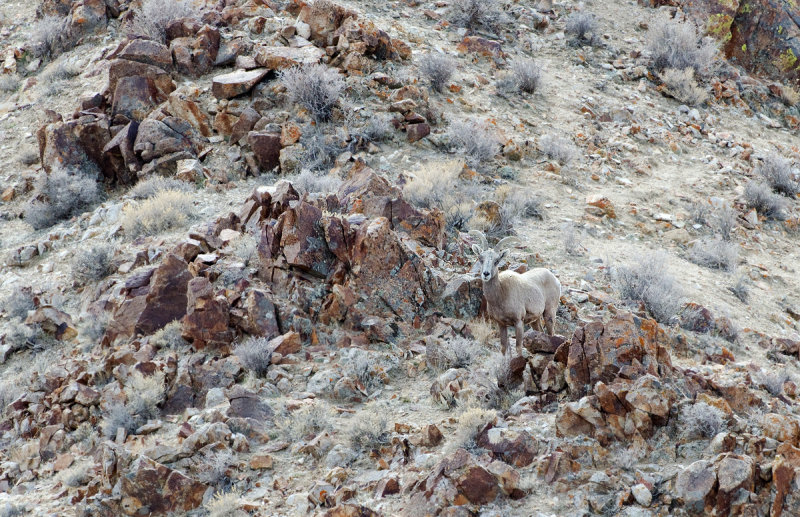 DSC_7129a.jpg