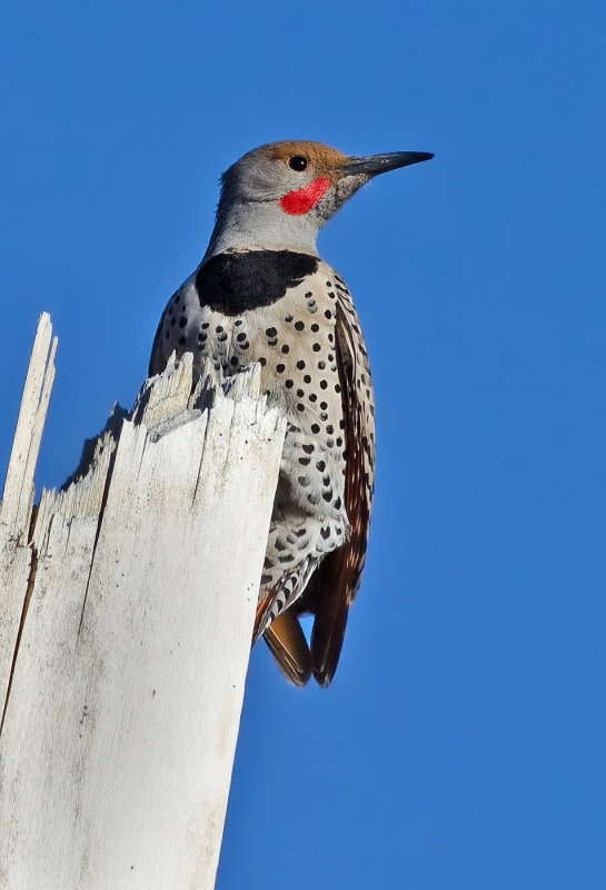 DSC_7907a.jpg