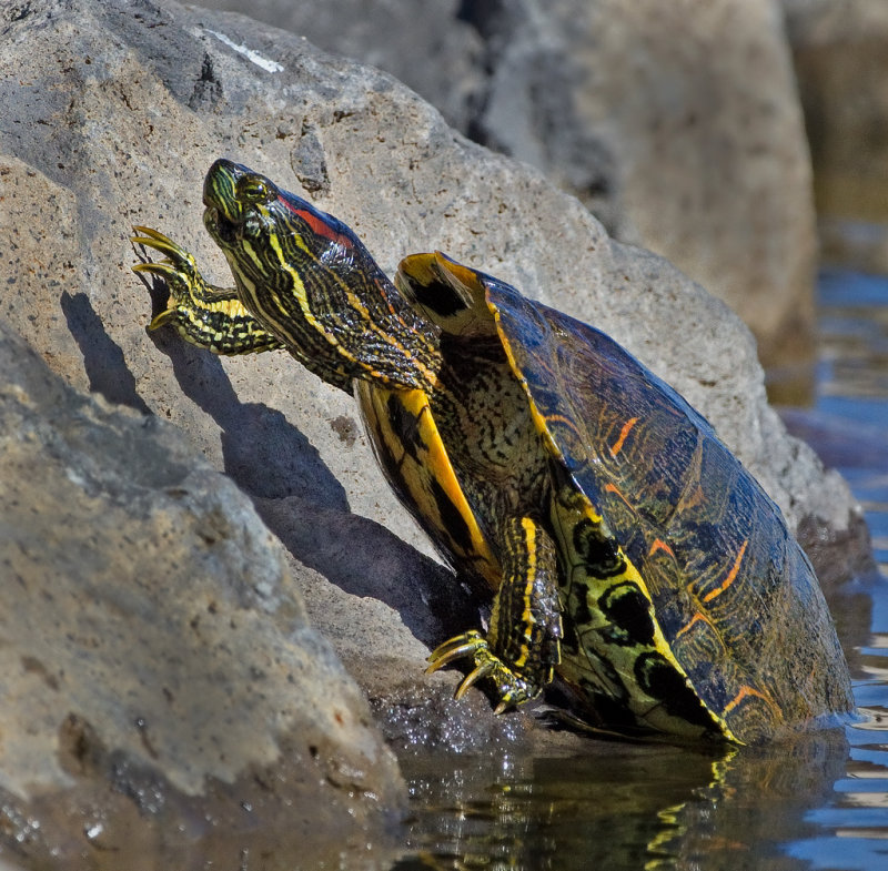 DSC_8170a.jpg