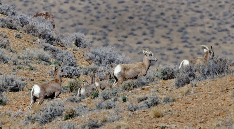 DSC_8482a.jpg