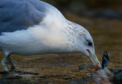 DSC_0317a.jpg