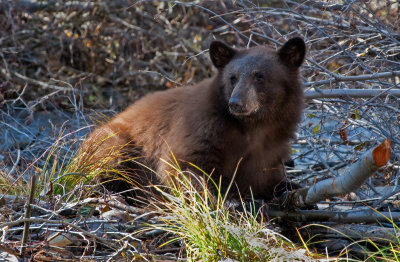 DSC_1377a.jpg