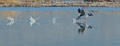 DSC_1960a.jpg