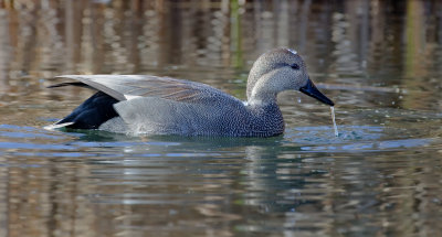 DSC_2577a.jpg
