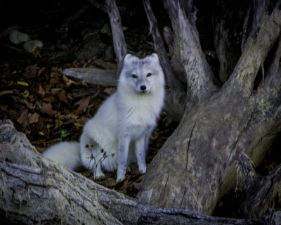 White / Red Fox