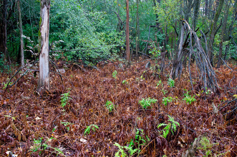 DSC04010-2.jpg