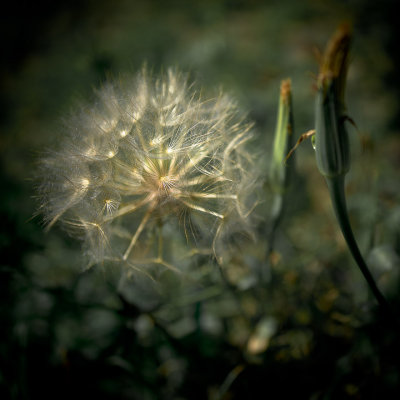 Feux du Bengale / Bengal Fires