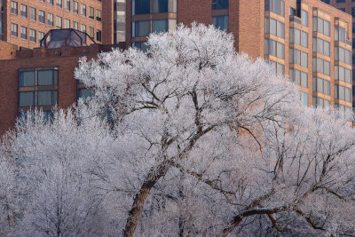 Nature vs Ville. La nature gagne cette fois! / Nature vs City. Nature wins this time!