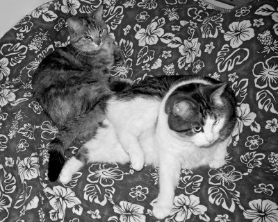 Dorothe, Achille