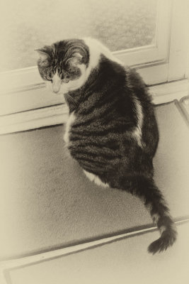 Achille