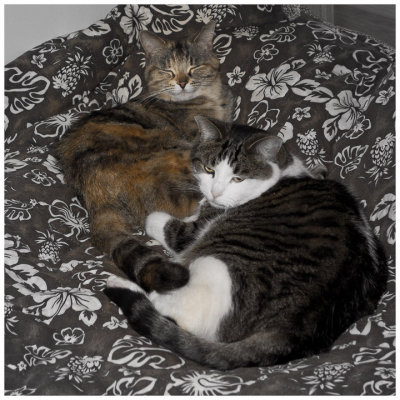 Dorothe, Achille