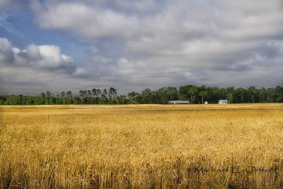 Wheat Fields