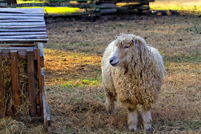 Bah-Ram-Ewe
