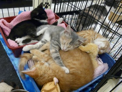 4 kittens in their bed