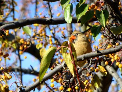 Cardinal  - Olbrich Gardens, Madison, WI - October 21, 2012