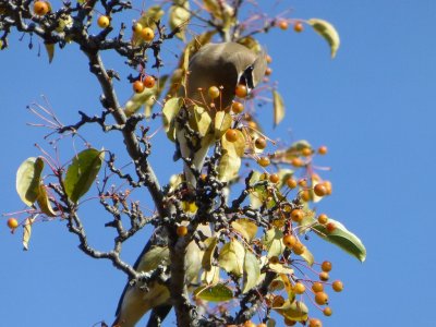 Cedar waxwing - Olbrich Gardens, Madison, WI - October 21, 2012