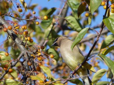 An afternoon with cedar waxwings - GALLERY