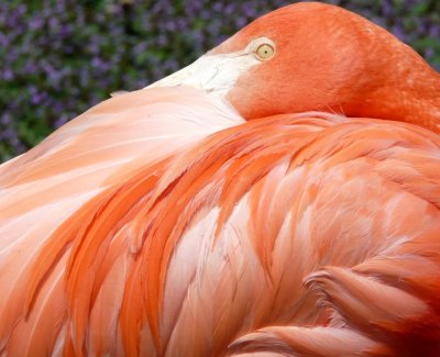 Flamingo - Henry Vilas Zoo, Madison, WI - July 14, 2007