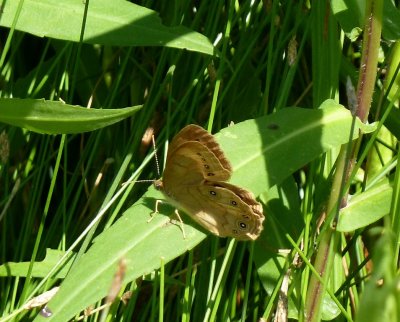 Eyed brown - Swamp Lovers Preserve, WI - July 4, 2011 - SWBA field trip