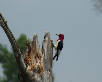 Red-headed woodpecker - Necedah National Wildlife Refuge - July 16, 2011 