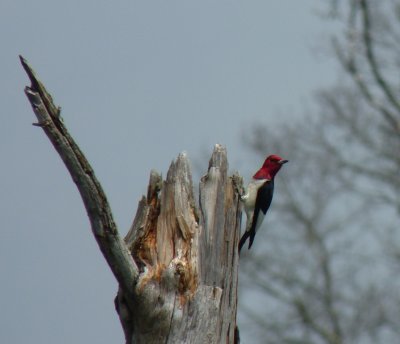 Red-headed woodpecker - Necedah National Wildlife Refuge - July 16, 2011 