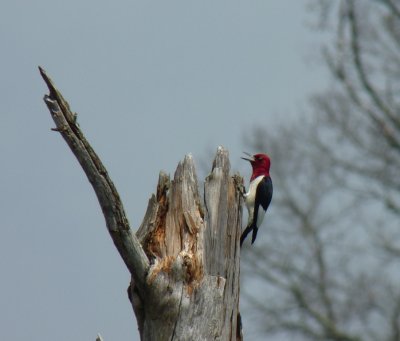 Red-headed woodpecker - Necedah National Wildlife Refuge - July 16, 2011 